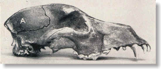 cranio korthals