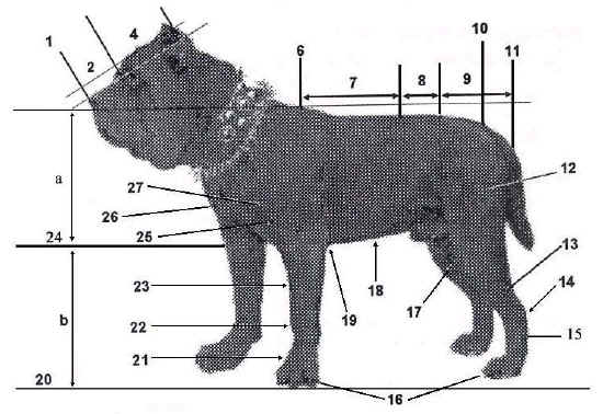 proporzioni mastino napoletano